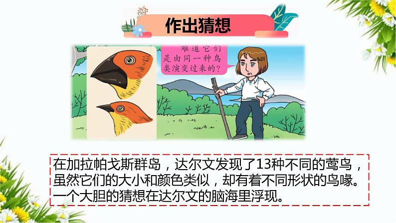 大象版科学（2017）三年级上册反思单元《达尔文给我们的启迪》课件06