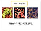 青岛版科学（2017）六年级上册第二单元《微生物》复习课件