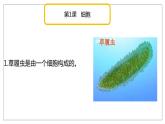 青岛版科学（2017）六年级上册第一单元《遗传和变异》复习课件