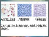 青岛版科学（2017）六年级上册第一单元《遗传和变异》复习课件