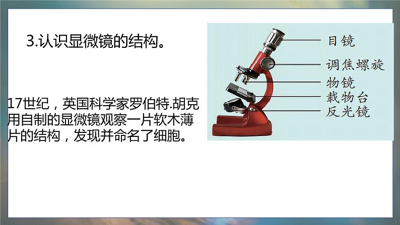 青岛版科学（2017）六年级上册第一单元《遗传和变异》复习课件第5页