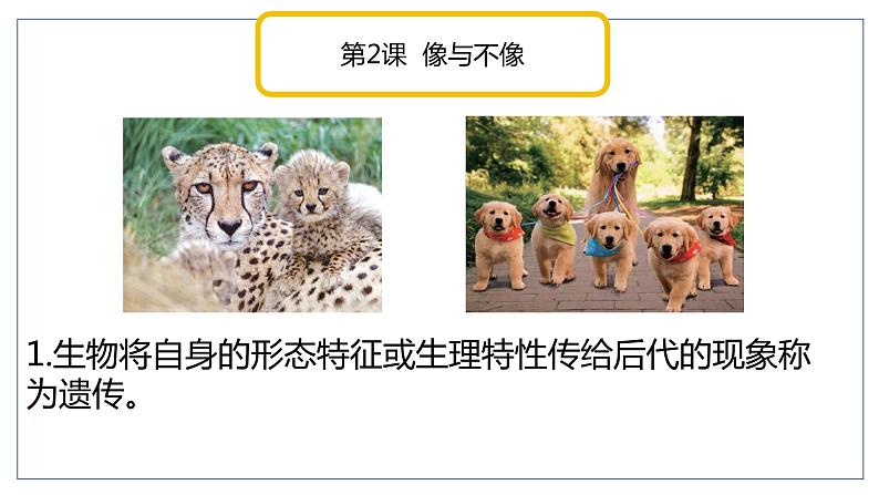 青岛版科学（2017）六年级上册第一单元《遗传和变异》复习课件第7页