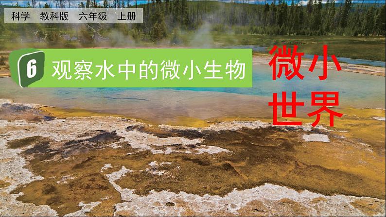 教科版六年级科学上册课件 1微小世界 6 观察水中的微小生物01