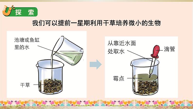 教科版六年级科学上册课件 1微小世界 6 观察水中的微小生物05