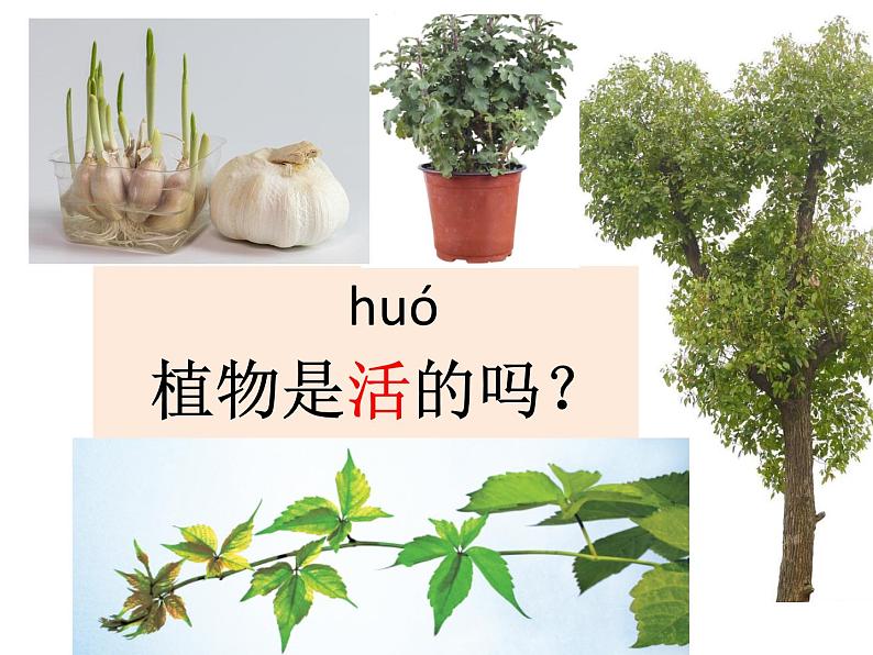 （8.19）一上《植物》教学资源 定稿 课件03