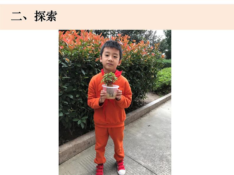 （8.19）一上《植物》教学资源 定稿 课件04