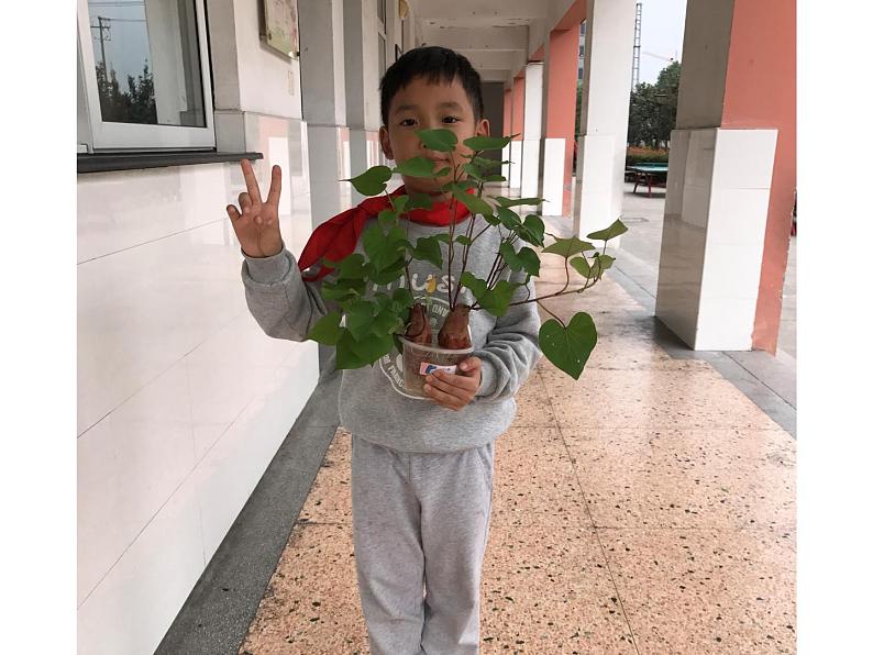 （8.19）一上《植物》教学资源 定稿 课件06