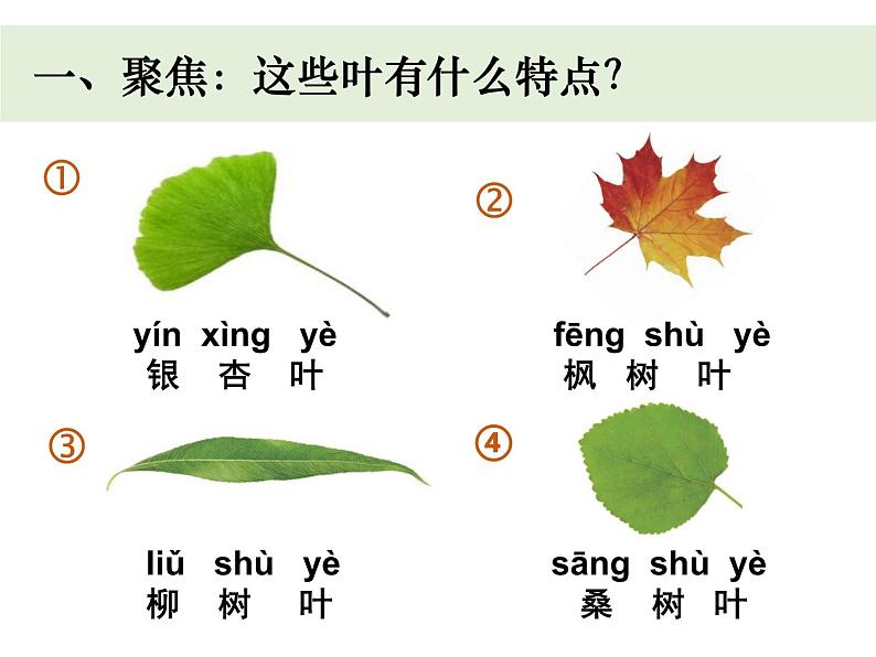 （8.19）一上《植物》教学资源 定稿 课件08