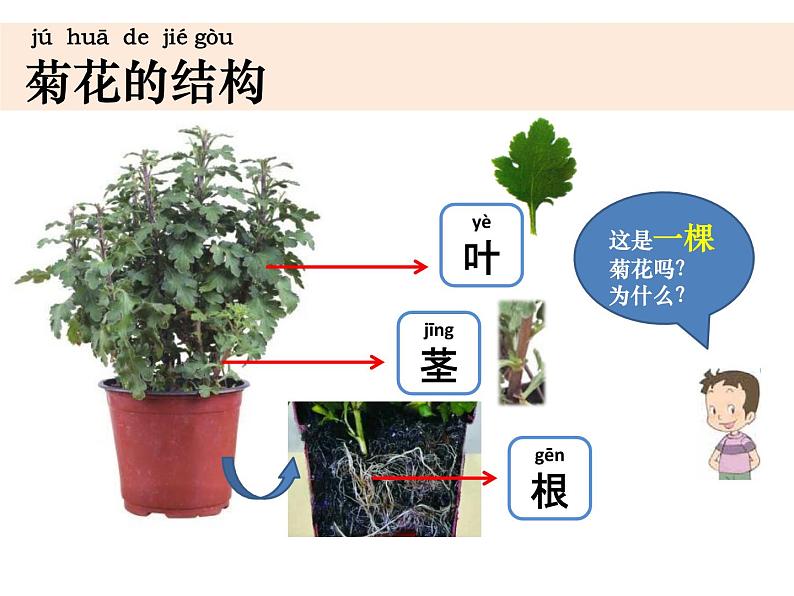 （8.19）一上《植物》教学资源 定稿 课件03