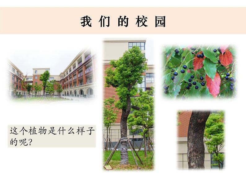 （8.19）一上《植物》教学资源 定稿 课件03