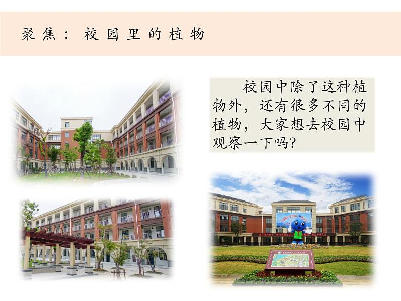 （8.19）一上《植物》教学资源 定稿 课件04