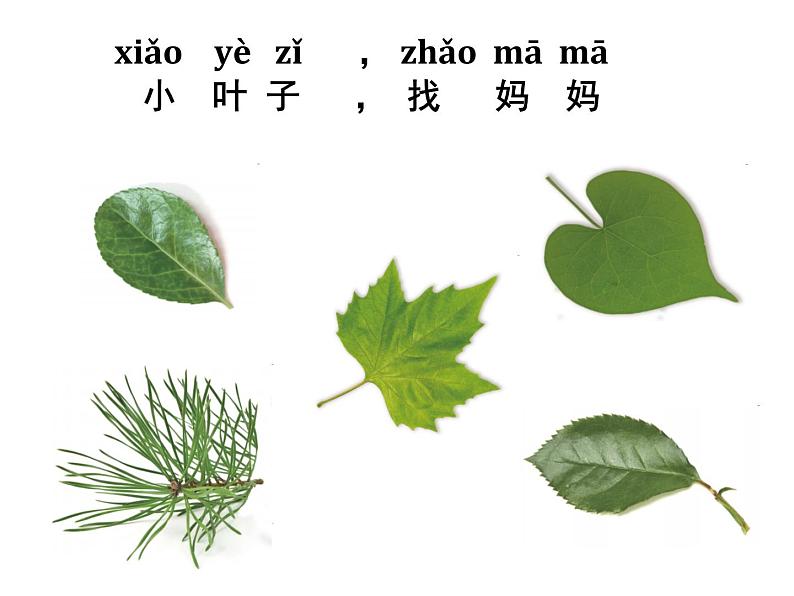 （8.19）一上《植物》教学资源 定稿 课件02