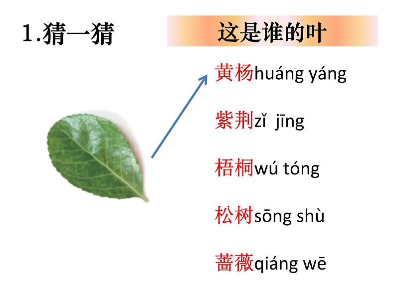 （8.19）一上《植物》教学资源 定稿 课件03