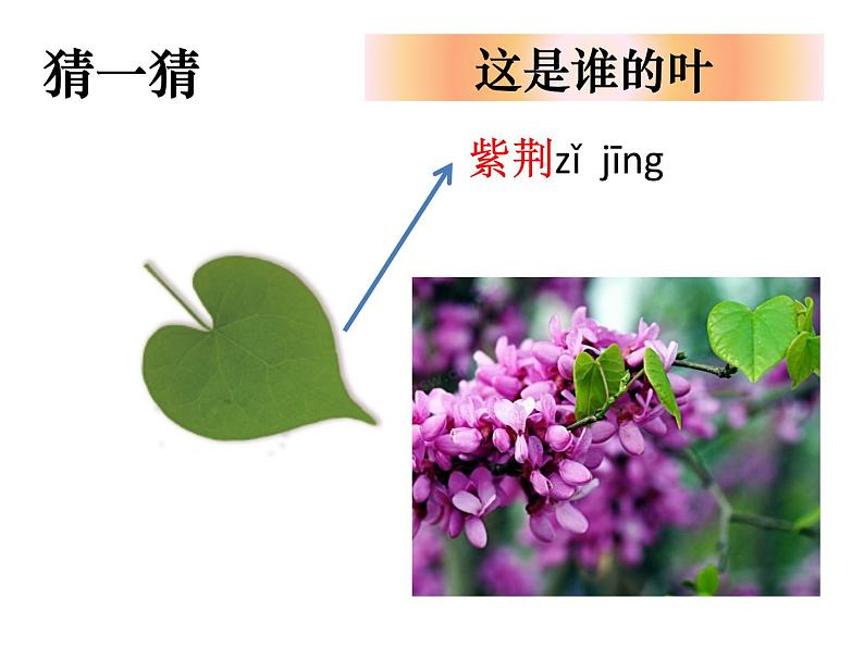 （8.19）一上《植物》教学资源 定稿 课件06