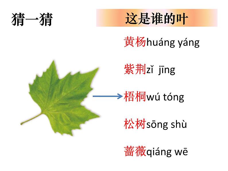 （8.19）一上《植物》教学资源 定稿 课件07