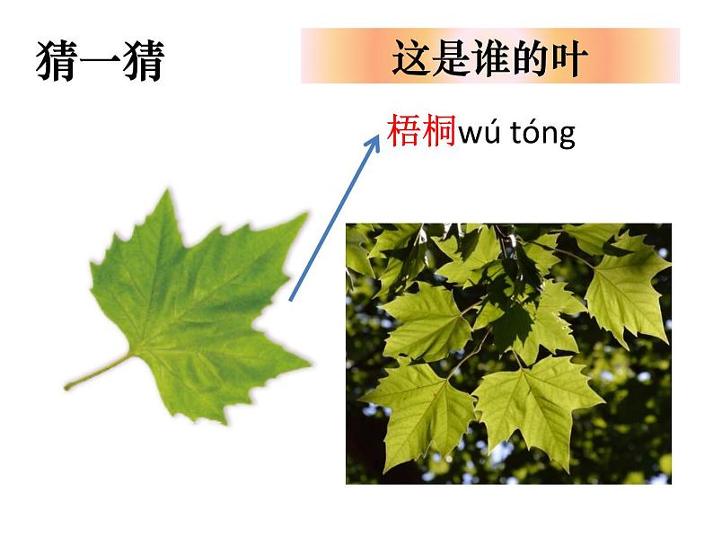 （8.19）一上《植物》教学资源 定稿 课件08