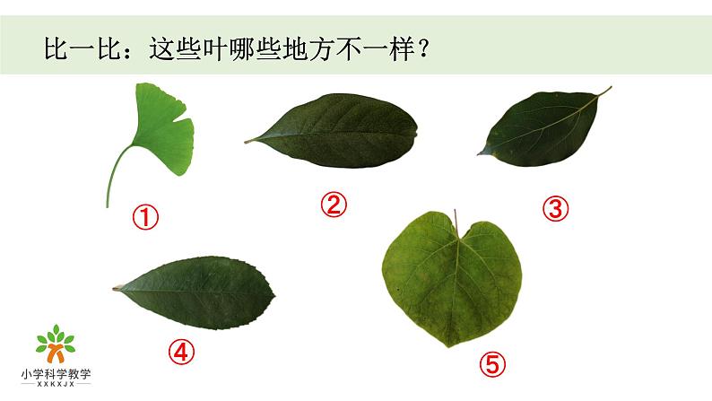 《植物》单元教学课件02