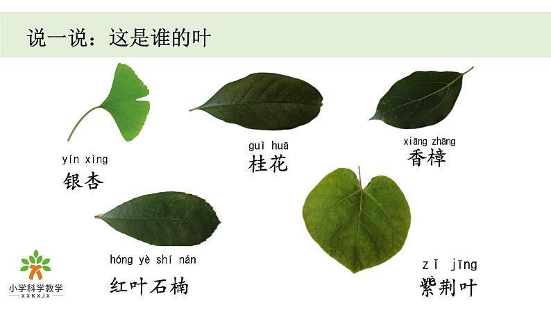 《植物》单元教学课件04