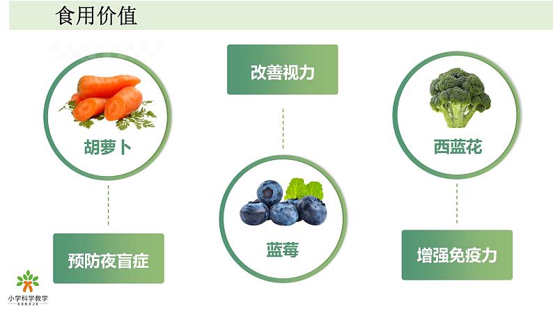 《植物》单元教学课件06