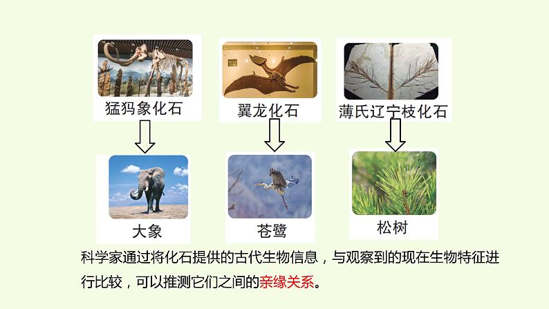 3 、《灭绝的生物》教学课件第5页