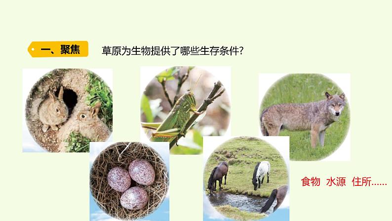 19 、《生物的栖息地》教学课件03