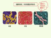10、《 细菌和病毒》教学课件