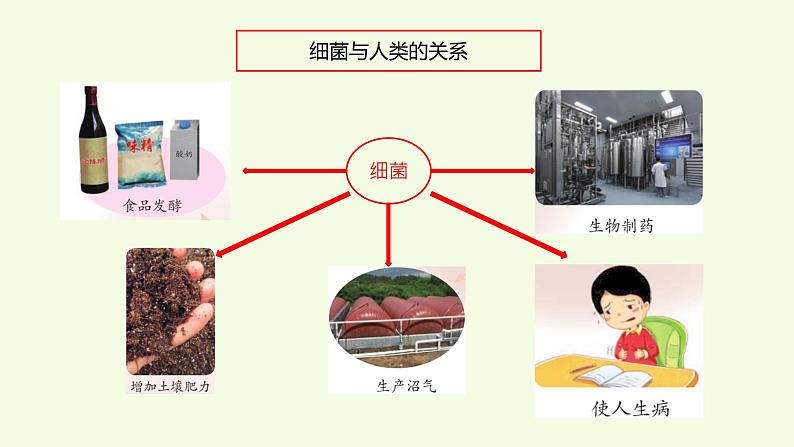 10、《 细菌和病毒》教学课件05