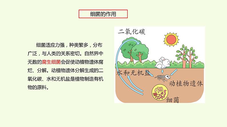 10、《 细菌和病毒》教学课件07