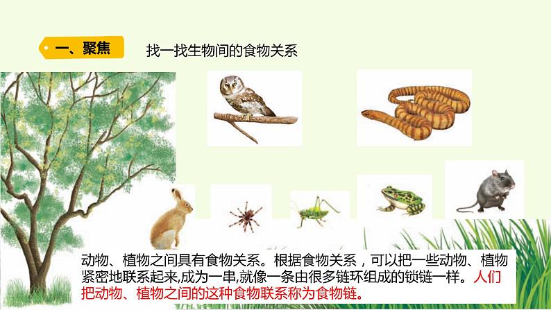 20、《 食物链》教学课件03