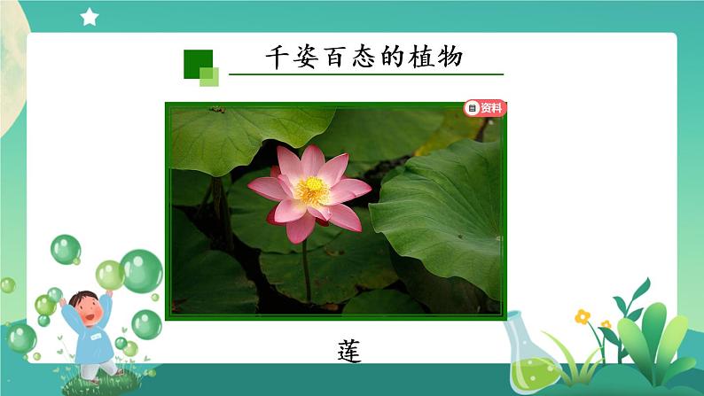 新人教鄂教版科学六上：2.4 植物的简单分类（2课时） PPT课件+视频04