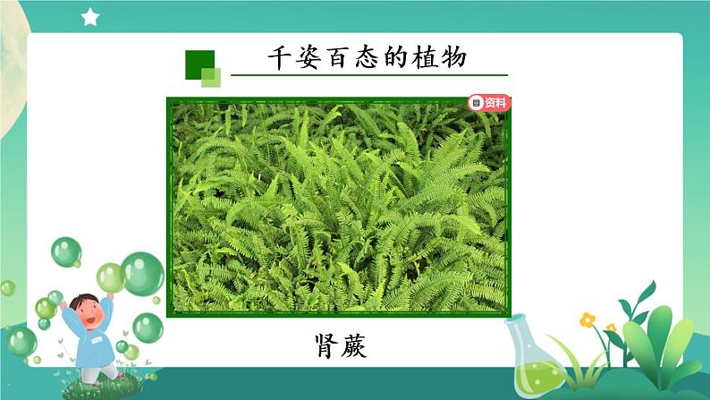 新人教鄂教版科学六上：2.4 植物的简单分类（2课时） PPT课件+视频05