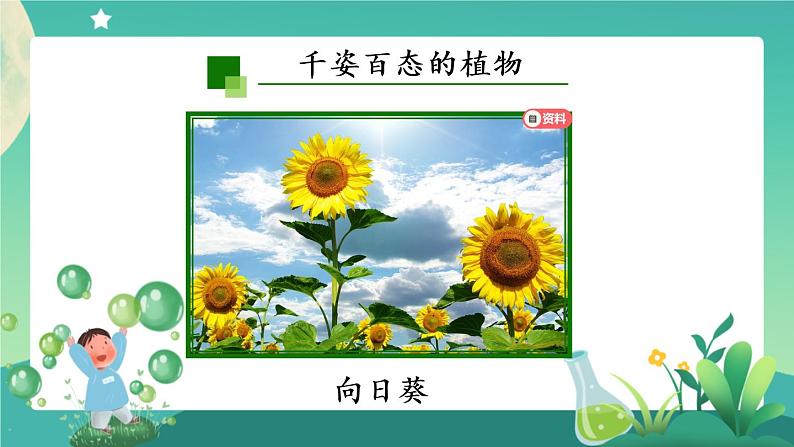 新人教鄂教版科学六上：2.4 植物的简单分类（2课时） PPT课件+视频06