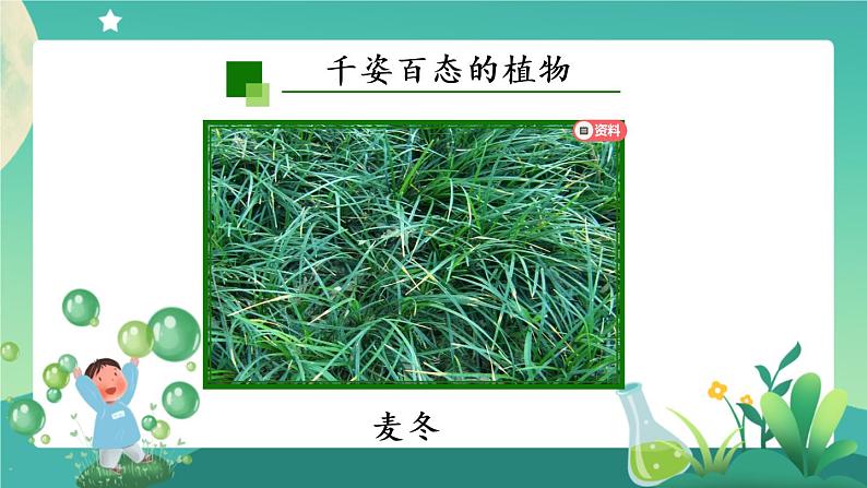 新人教鄂教版科学六上：2.4 植物的简单分类（2课时） PPT课件+视频08