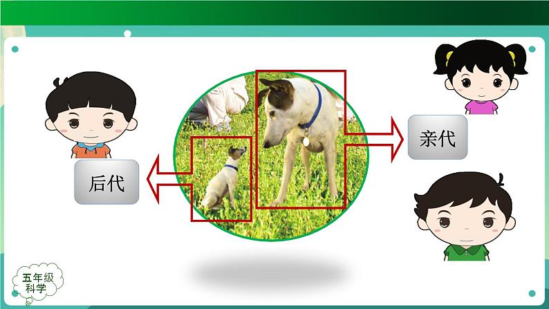 新人教鄂教版五上科学：第二单元 后代与亲代 单元复习课件PPT+教学设计04