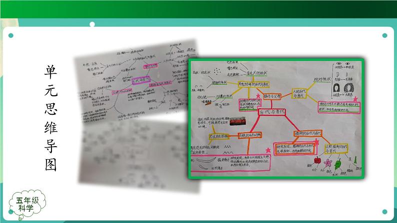 新人教鄂教版五上科学：第二单元 后代与亲代 单元复习课件PPT+教学设计05