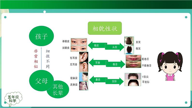 新人教鄂教版五上科学：第二单元 后代与亲代 单元复习课件PPT+教学设计08