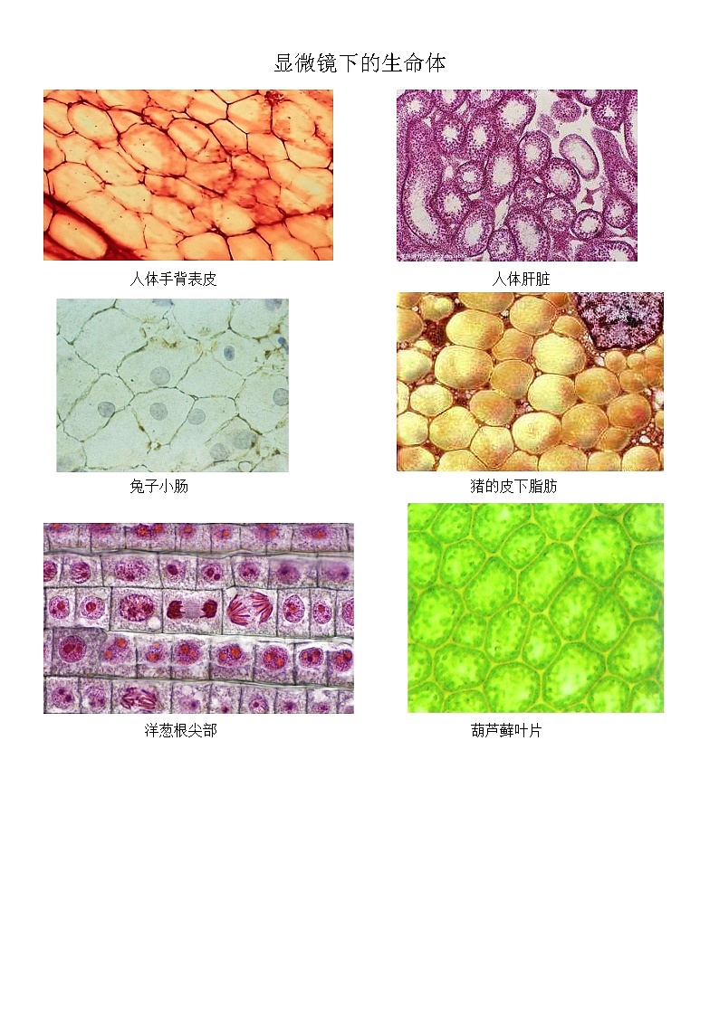 新苏教版科学五下 1 搭建生命体的“积木” PPT课件+教案+记录单+素材01