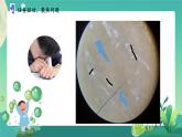 新蘇教版科學(xué)五下 1 搭建生命體的“積木” PPT課件+教案+記錄單+素材