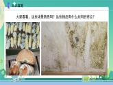 新蘇教版科學五下 3發(fā)霉與防霉 PPT課件+教案