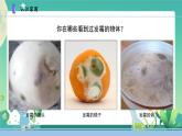 新蘇教版科學五下 3發(fā)霉與防霉 PPT課件+教案