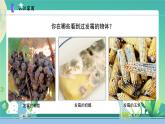 新蘇教版科學五下 3發(fā)霉與防霉 PPT課件+教案