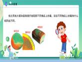新蘇教版科學五下 3發(fā)霉與防霉 PPT課件+教案