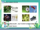 新苏教版科学五下 5 生物的启示 PPT课件+教案