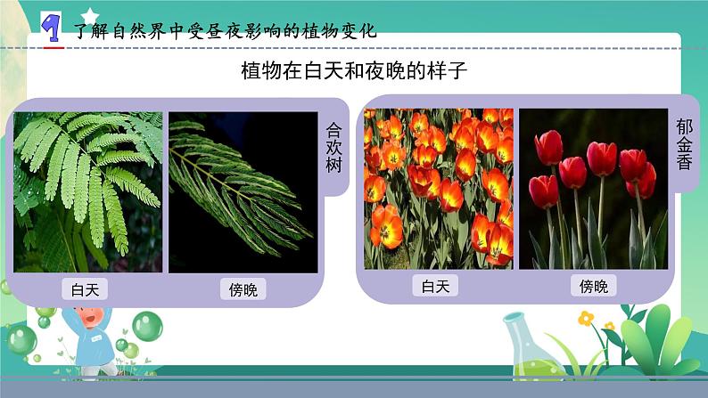 新苏教版科学五下 10 昼夜对植物的影响 PPT课件+教案+素材02