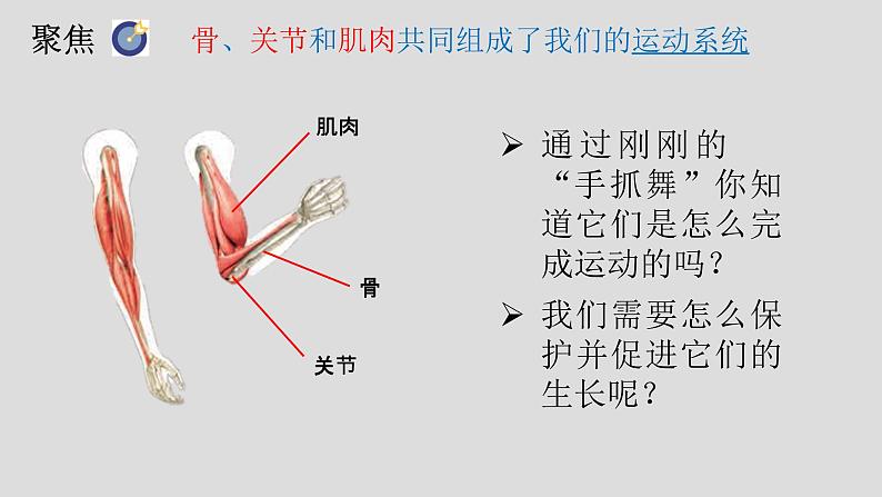 小学科学 五年级上《身体的运动》 课件第2页