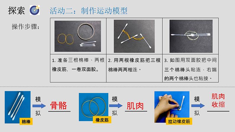 小学科学 五年级上《身体的运动》 课件第4页