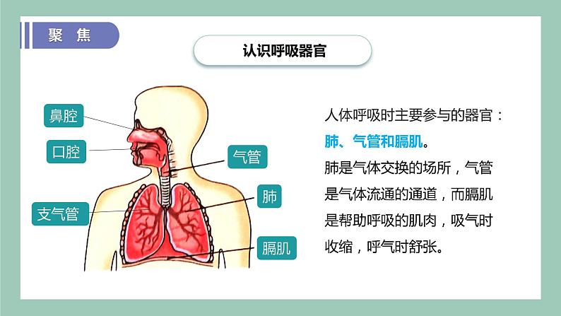 教科版(2017)科学四年级上册2.1《感受我们的呼吸》课件+教案+练习04