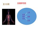 教科版(2017秋）五年级科学上册4.4 身体的“总指挥” （课件43张+素材)