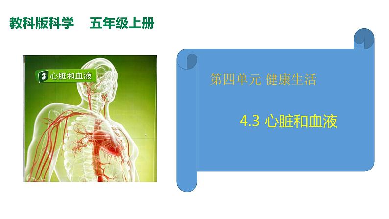 教科版(2017秋）五年级科学上册4.3 心脏和血液（课件39张+素材)01