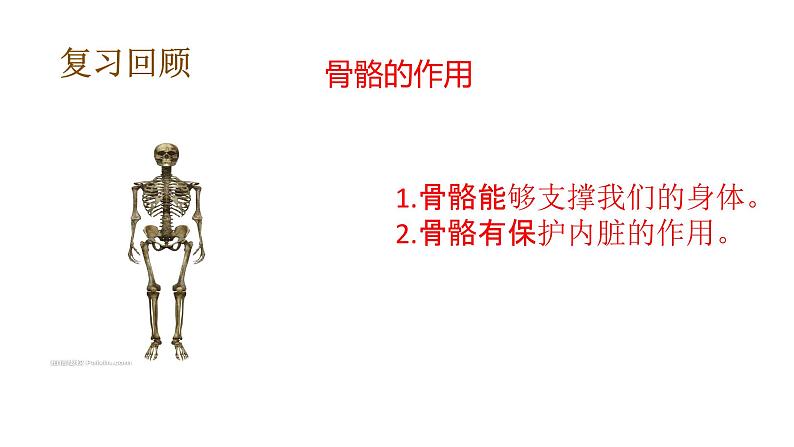 教科版(2017秋）五年级科学上册4.3 心脏和血液（课件39张+素材)04